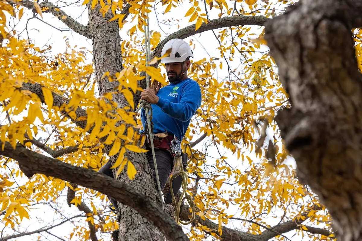 Skilled Tree Trimming crew working in Arcadia
